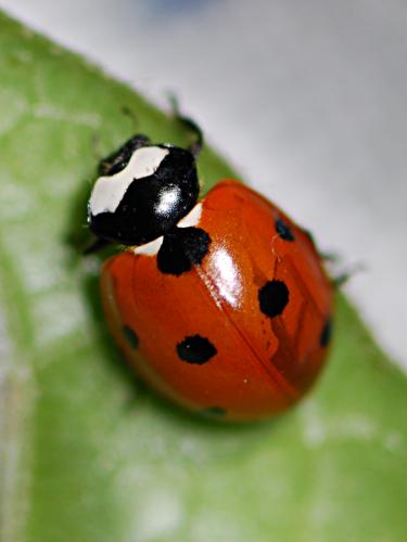 Coccinella septempunctata